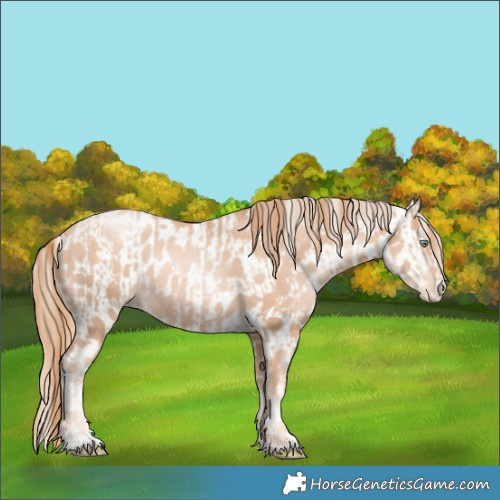 Horse Color:Gold Champagne Pearl Rabicano  and Gold Champagne Pearl Near Leopard Rabicano 