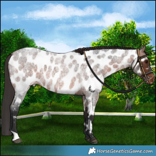 Horse Color:Brown Roan Appaloosa