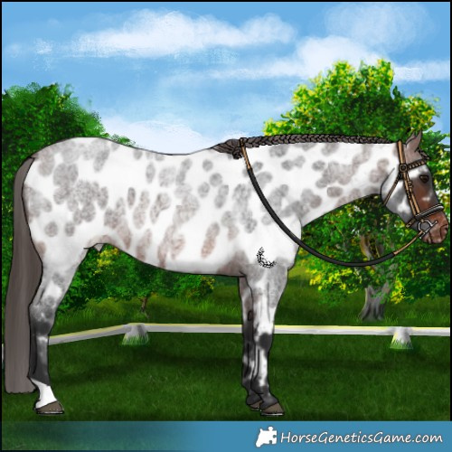 Horse Color:Brown Roan Near Leopard 