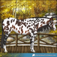 Horse Color:Brown Near Leopard