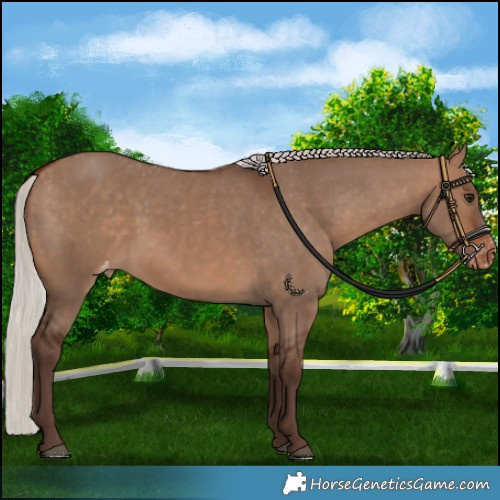 Horse Color:Silver Bay Dun Appaloosa Rabicano