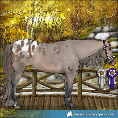 Horse Color:Bay Dun Appaloosa Rabicano 
