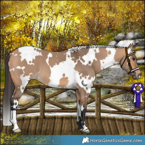 Horse Color:White Spotted Bay Dun 