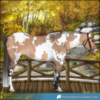 Horse Color:White Spotted Bay Dun 