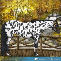 Horse Color:Black Near Leopard