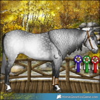 Horse Color:Gray Platinum Bay Chinchilla 