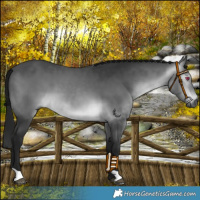 Horse Color:Gray Platinum Bay Chinchilla