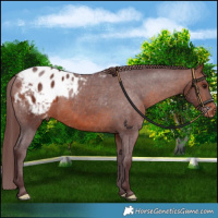 Horse Color:Chocolate Brown Varnish 
