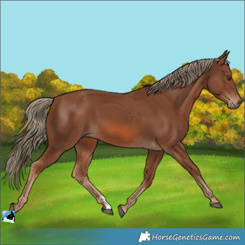 Horse Color:Chestnut 
