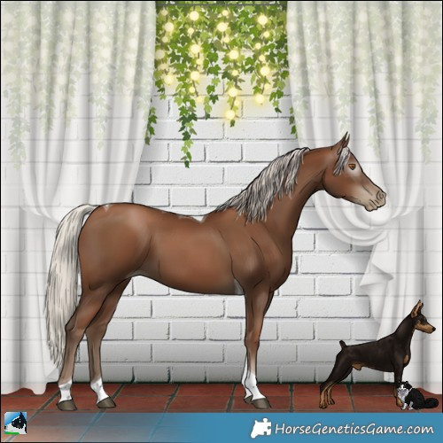 Horse Color:Gray Silver Black Pearl Tobiano