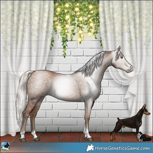 Horse Color:Gray Silver Black Pearl Tobiano