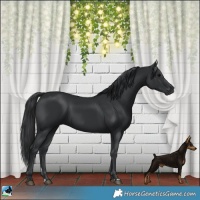 Horse Color:Black 