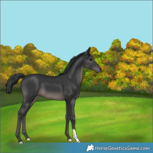 Horse Color:Black 