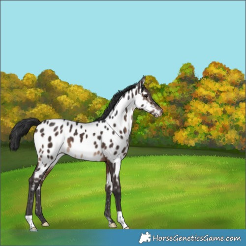 Horse Color:Brown Appaloosa 