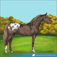 Horse Color:Liver Red Dun Appaloosa Brindle 
