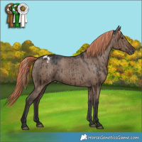 Horse Color:Liver Red Dun Appaloosa Brindle 