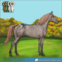 Horse Color:Liver Red Dun Appaloosa Brindle
