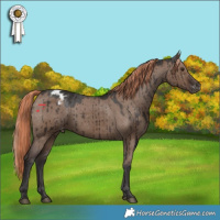 Horse Color:Liver Red Dun Appaloosa Brindle 