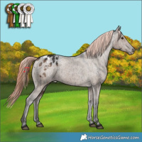 Horse Color:Liver Red Dun Appaloosa Brindle 
