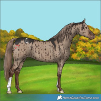 Horse Color:Liver Red Dun Varnish Brindle 