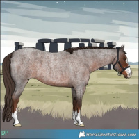 Horse Color:Liver Red Roan 