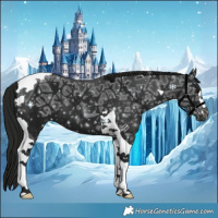 Horse Color:Gray Black Ice Tobiano 