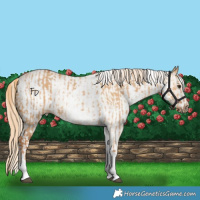 Horse Color:White Spotted Red Dun Rabicano and White Spotted Red Dun Rabicano