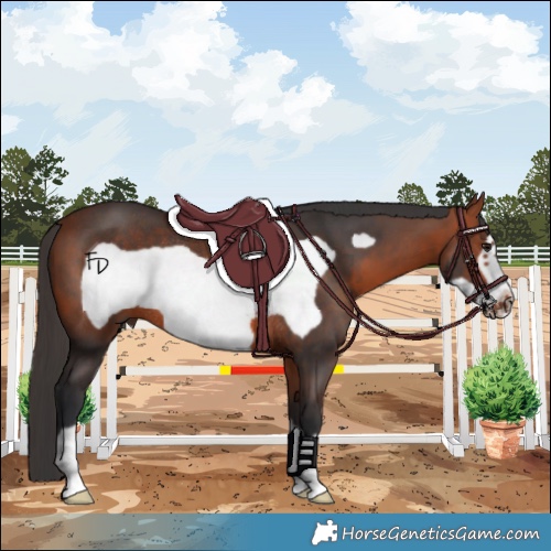 Horse Color:Bay Frame Rabicano 