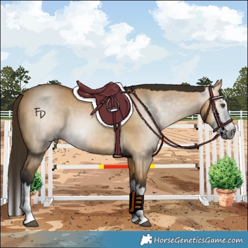 Horse Color:Gray Buckskin Dun Splash Rabicano 