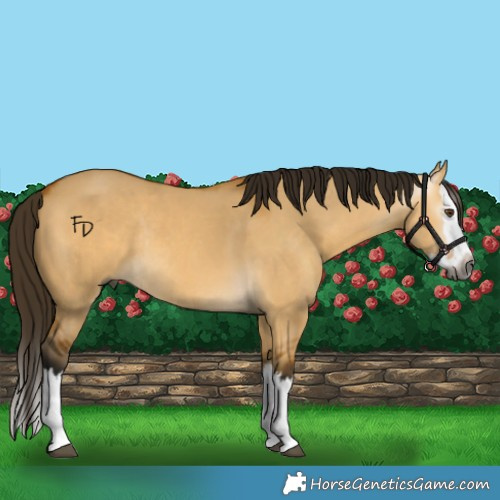 Horse Color:Gray Buckskin Dun Splash Rabicano 