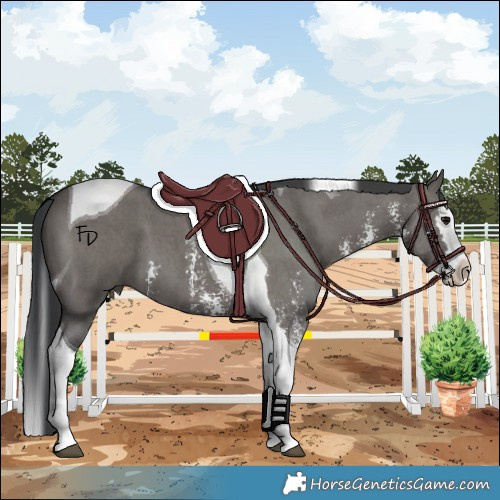 Horse Color:Grullo Sabino Splash Tobiano 