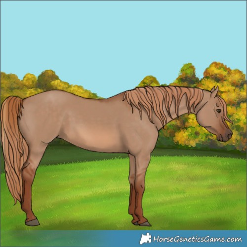 Horse Color:Red Dun 