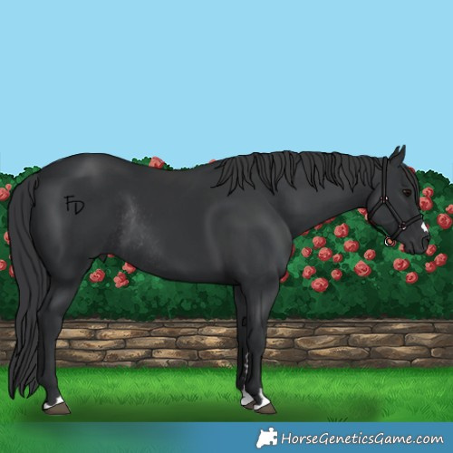 Horse Color:Black Rabicano