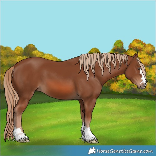 Horse Color:Chestnut 