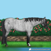Horse Color:Blue Roan 