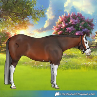 Horse Color:Bay Splash 