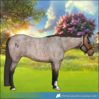 Horse Color:Bay Roan 