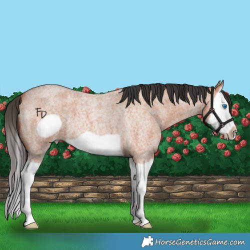 Horse Color:Bay Roan Splash Frame 