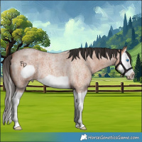 Horse Color:Bay Roan Splash Frame