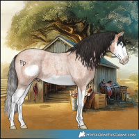 Horse Color:Bay Roan Splash Frame