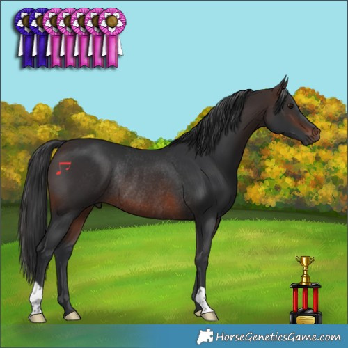 Horse Color:Brown Rabicano 