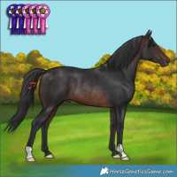Horse Color:Brown Rabicano 
