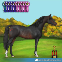 Horse Color:Brown Rabicano 
