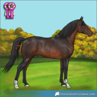 Horse Color:Brown Rabicano