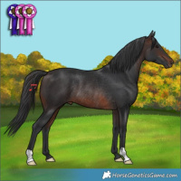 Horse Color:Brown Rabicano