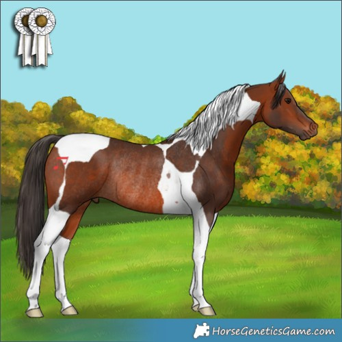 Horse Color:Bay Tobiano Rabicano 