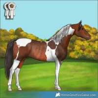 Horse Color:Bay Tobiano Rabicano 
