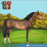 Horse Color:Buckskin Rabicano 