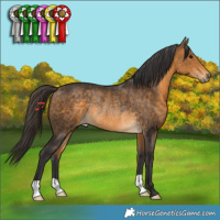 Horse Color:Buckskin Rabicano