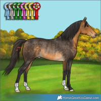 Horse Color:Buckskin Rabicano